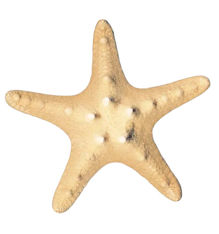 Yellow Starfish with Natural Detail and Marine Texture