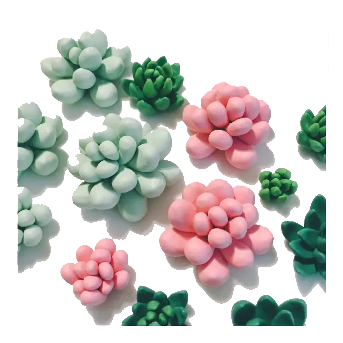 Colorful Succulent Plants