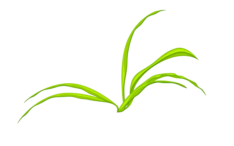 Green Grass Blades on Transparent Background
