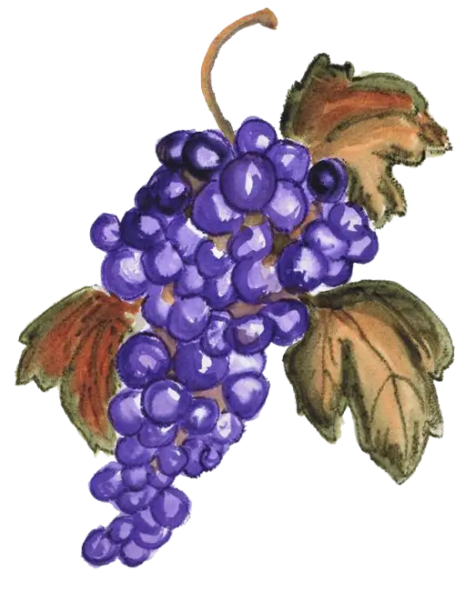 Purple Grape Bunch with Leaves Illustration