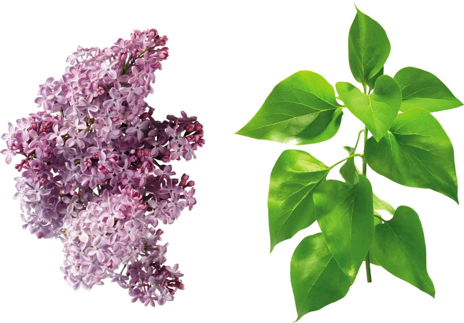Beautiful Flowers and Leaves