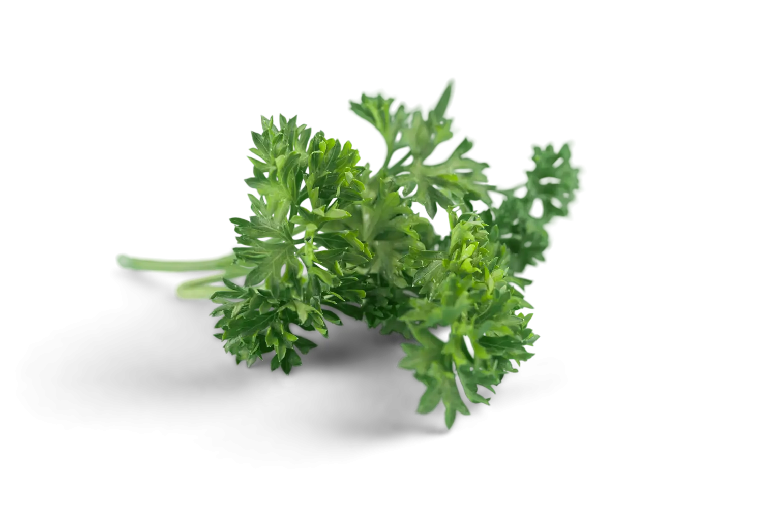 Fresh Green Parsley Herb