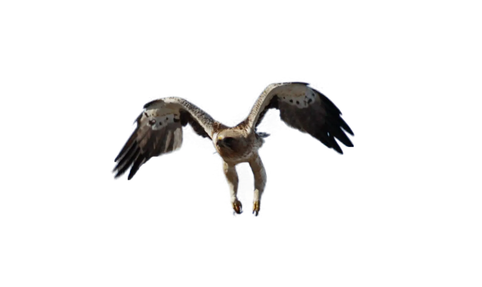Eagle in Mid-Air Flight
