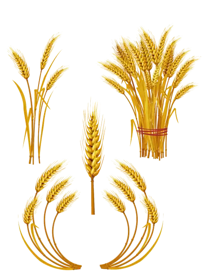 Golden Wheat Stalk Illustration