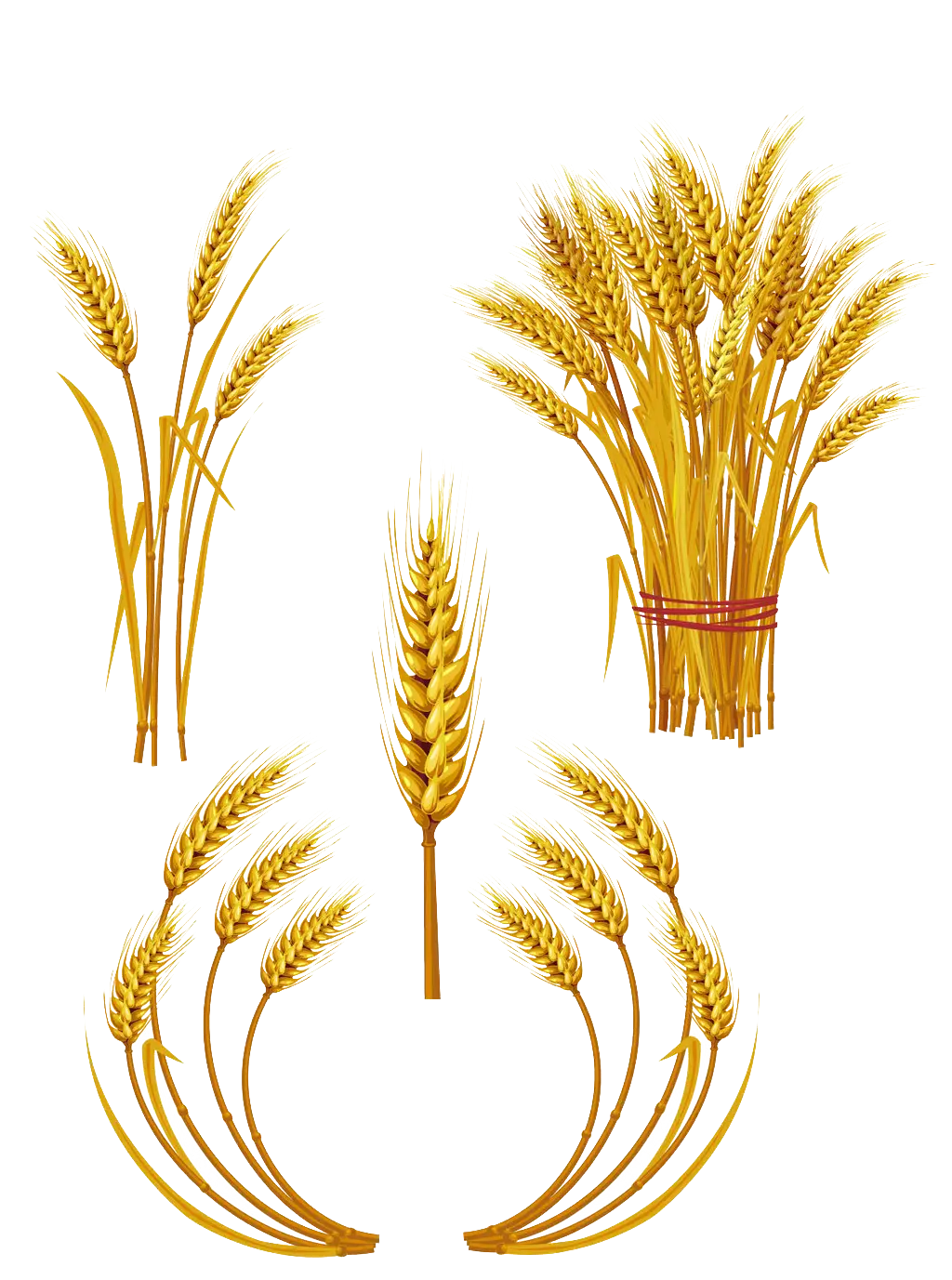 Golden Wheat Stalk Illustration