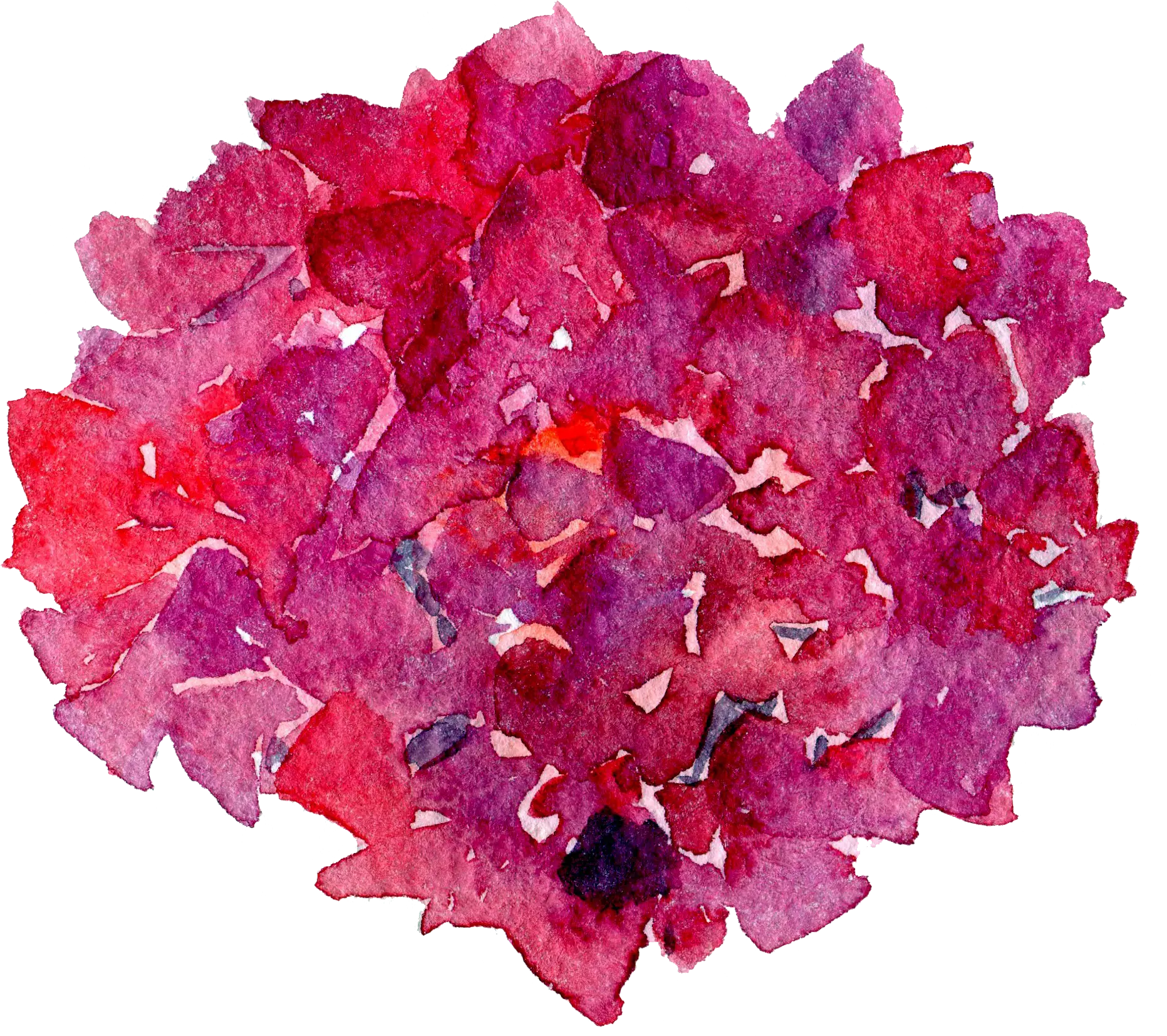 Watercolor Red and Purple Flowers