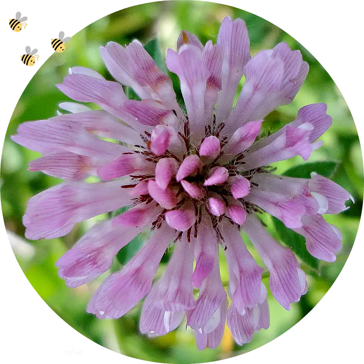 Close-up of Pink Flower