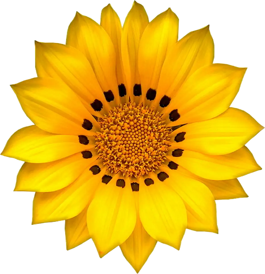 Bright Yellow Sunflower