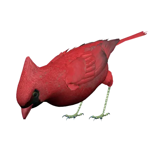 Red Bird with Green Legs
