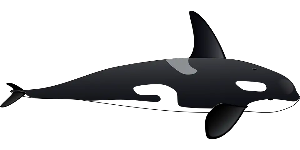 Orca Whale Vector Art Design