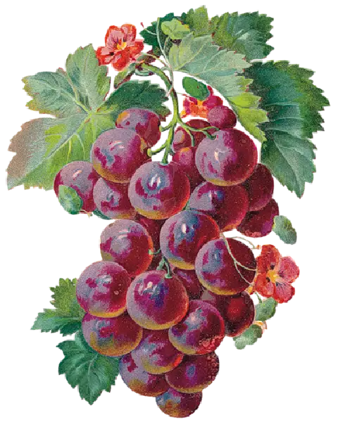 Purple Grape Illustration with Leaves