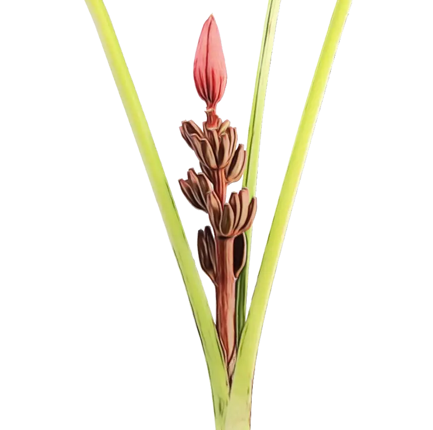Botanical Illustration of Flower Stalk with Bud