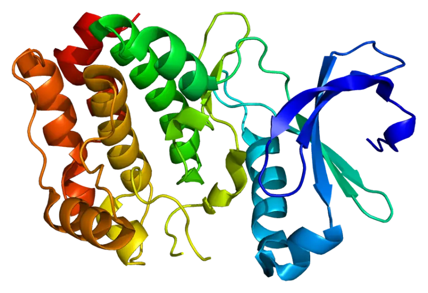 Colorful Protein Structure Model