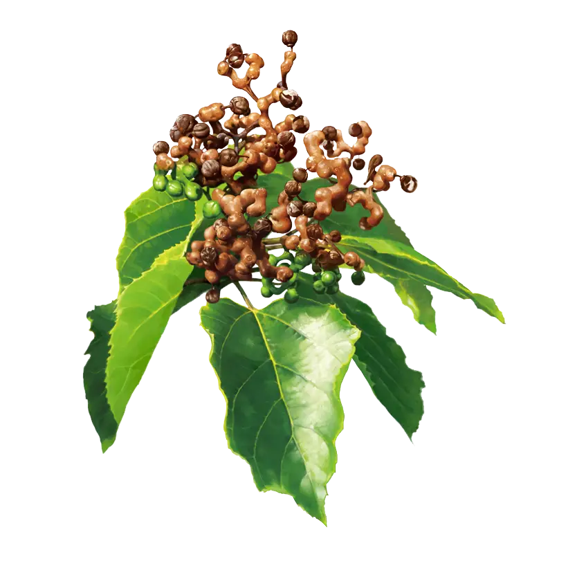Green Plant with Berries