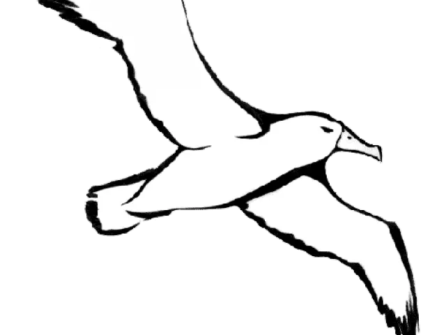 Bird in Flight Line Drawing