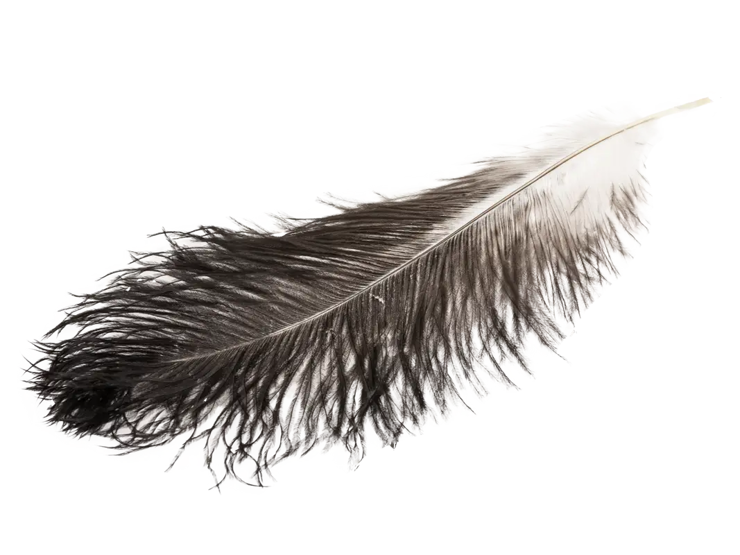 Black Bird Feather Close-Up