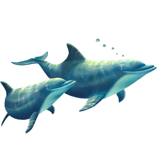 Two Dolphins in Underwater Scene