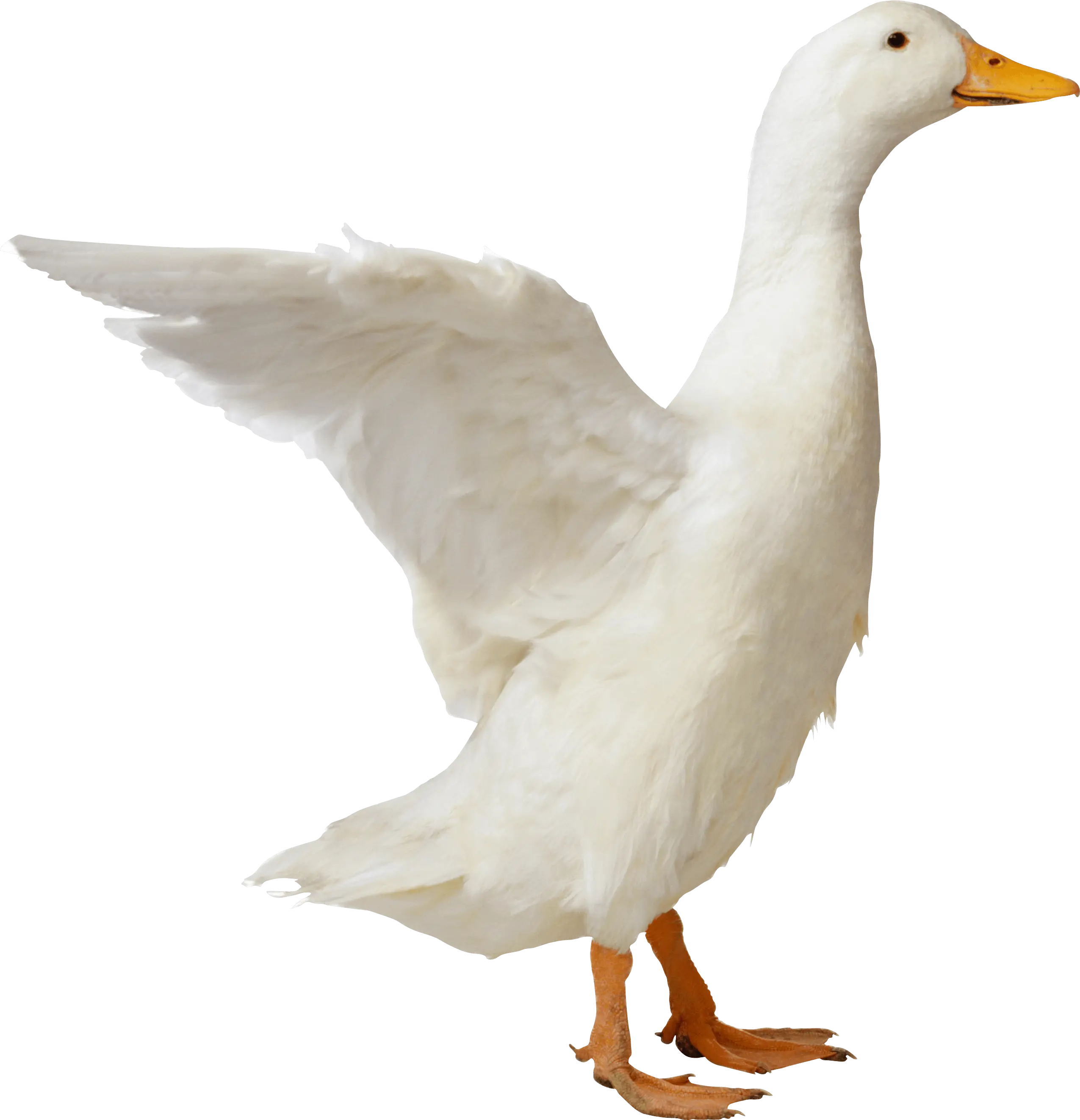 White Duck with Raised Wing