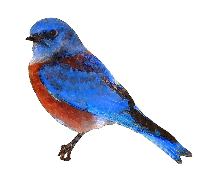 Beautiful Watercolor Bluebird Illustration