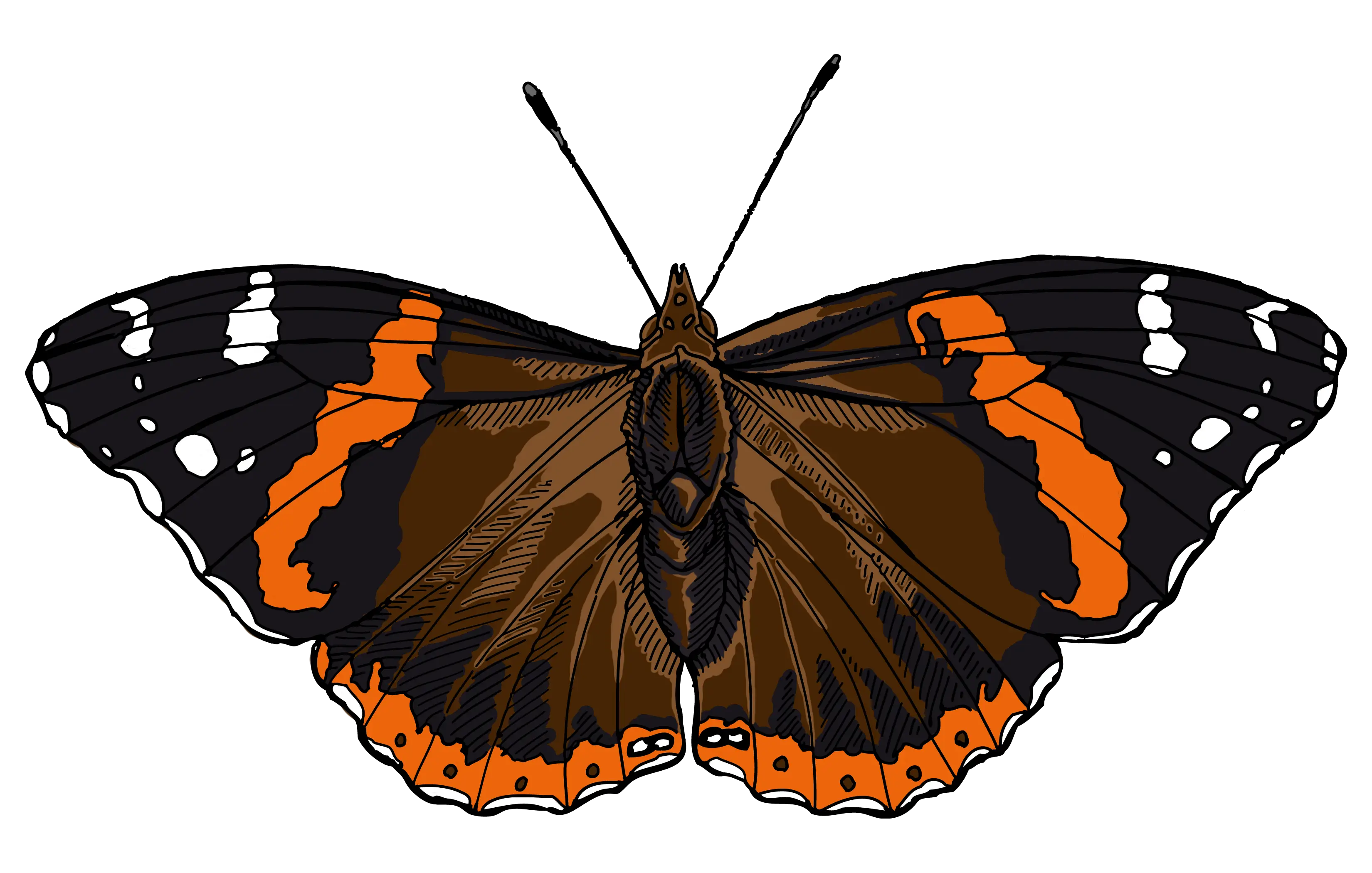 Detailed Butterfly Illustration