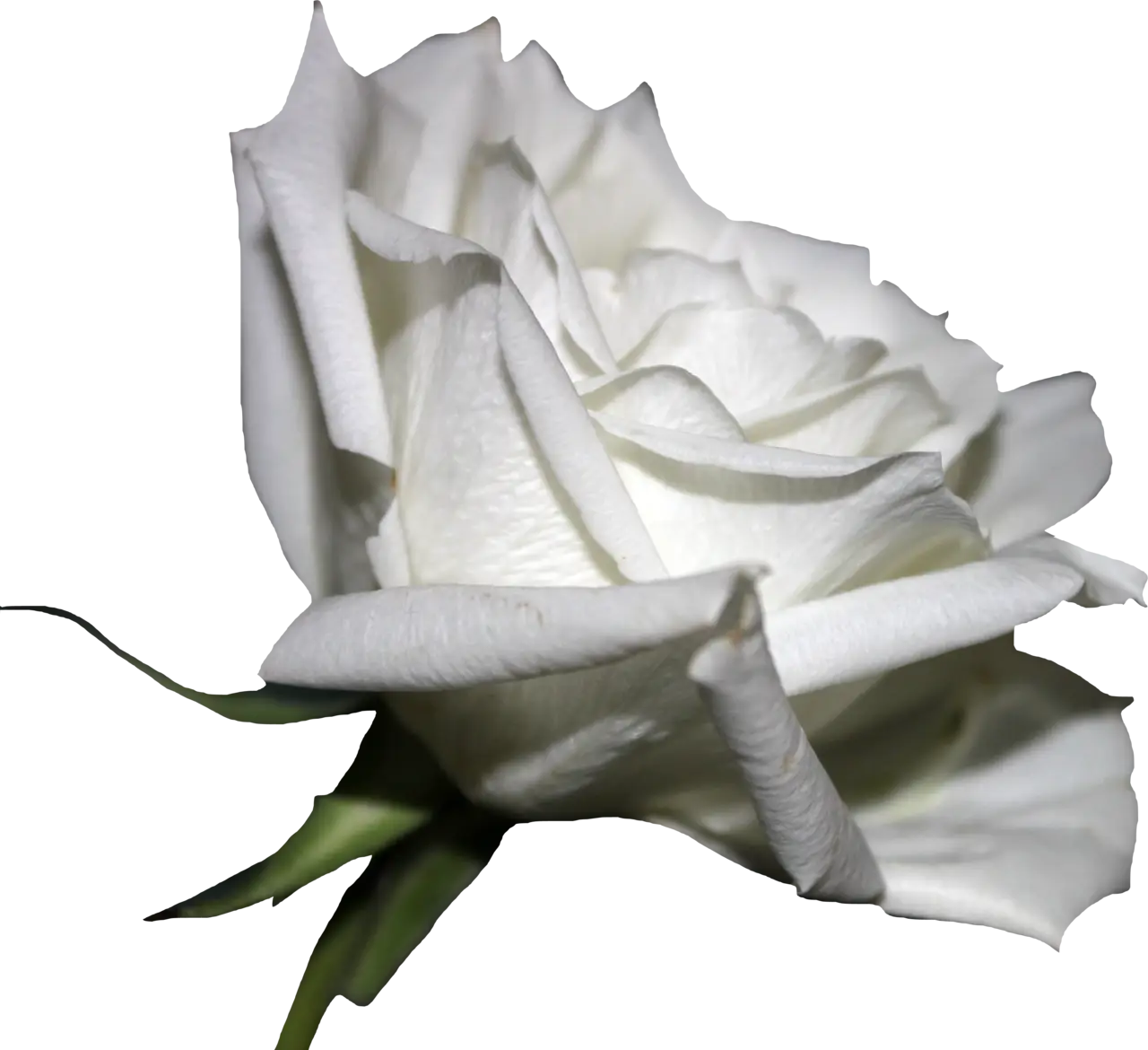 White Rose in Macro Floral Photography