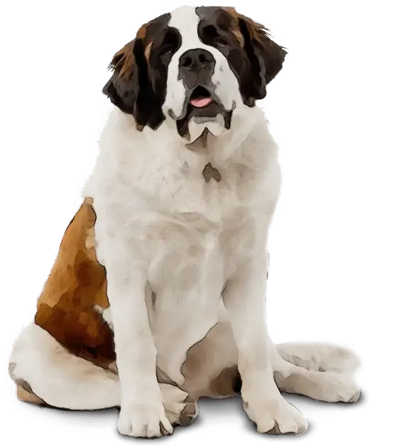 Saint Bernard Dog Sitting Calmly