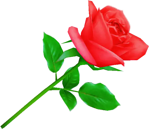 Illustration of a Red Rose