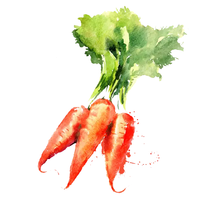 Watercolor Carrots with Green Leaves