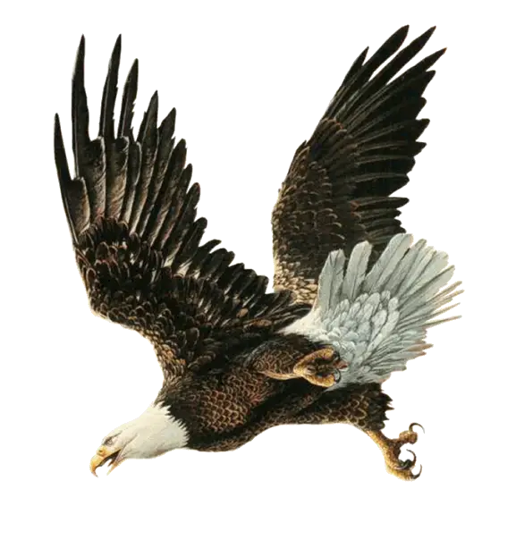 Flying Bald Eagle Illustration