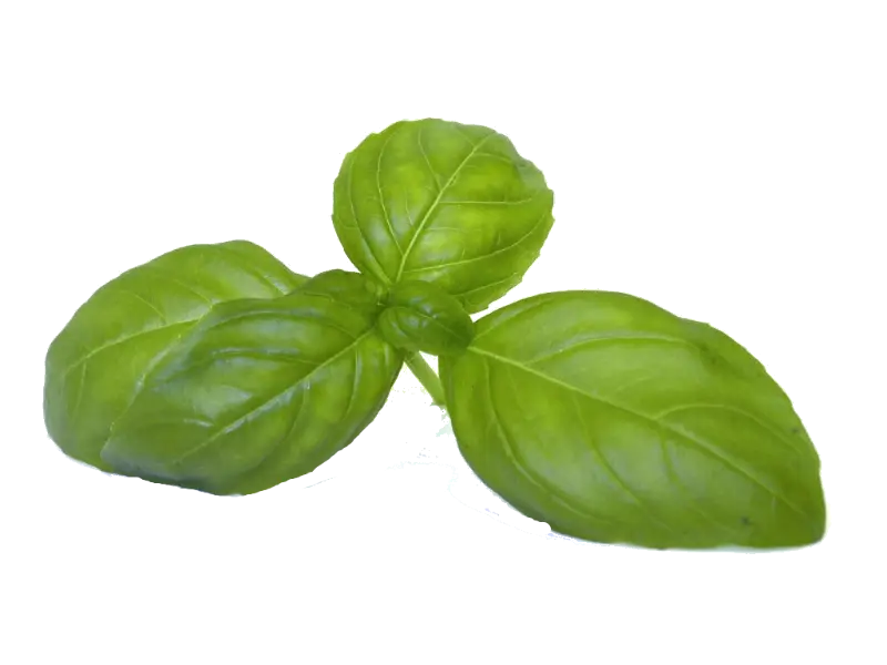 Fresh Green Basil Leaves for Cooking