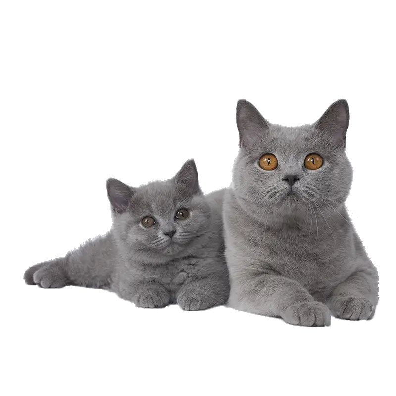 Cute Gray Cats