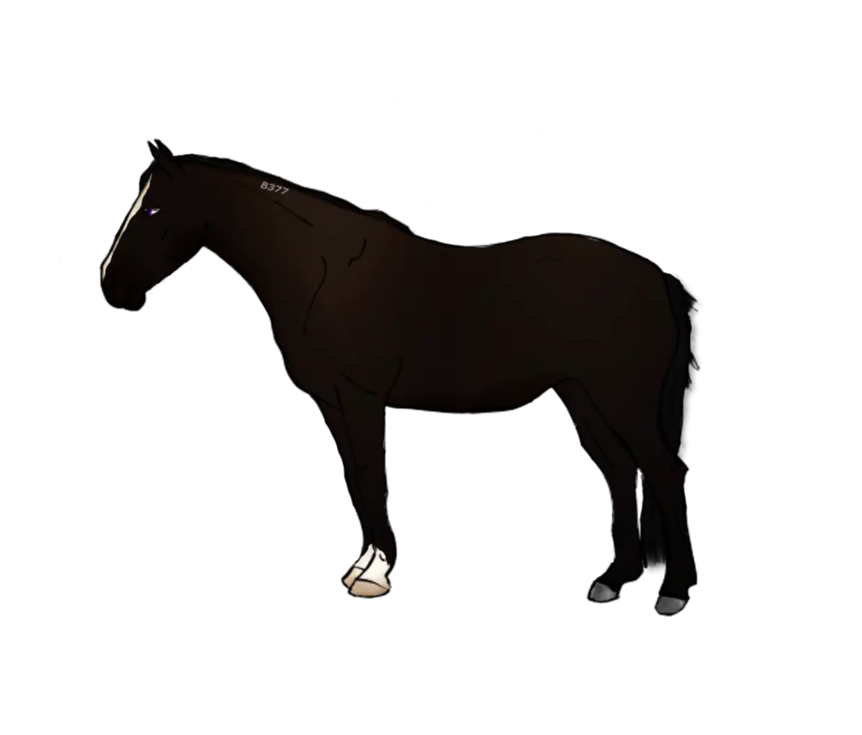 Black Horse Illustration