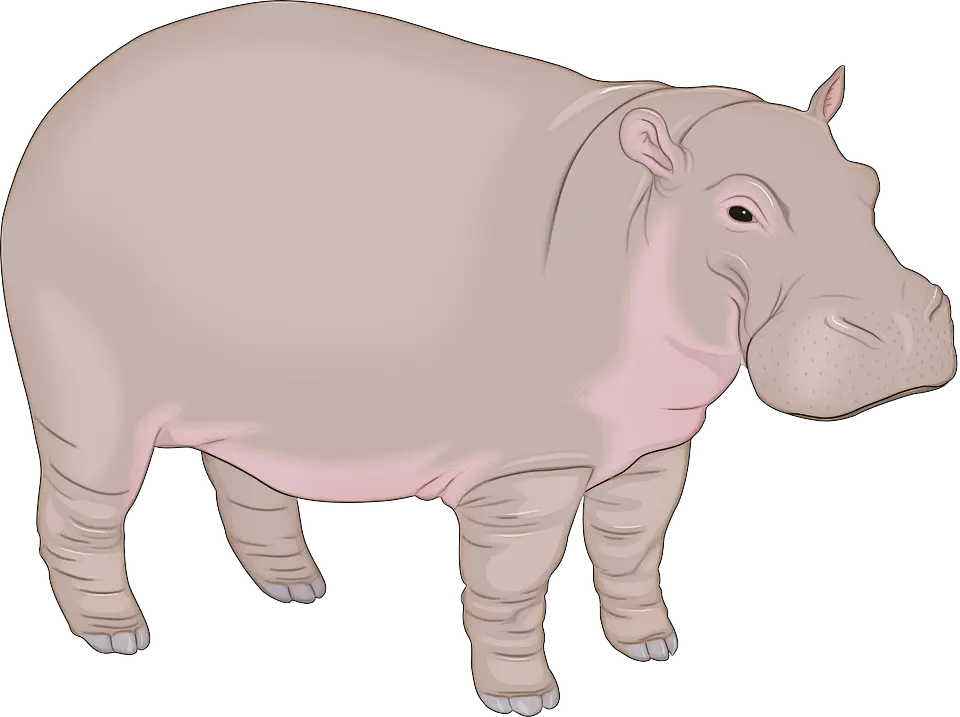 Cartoon Hippopotamus Illustration