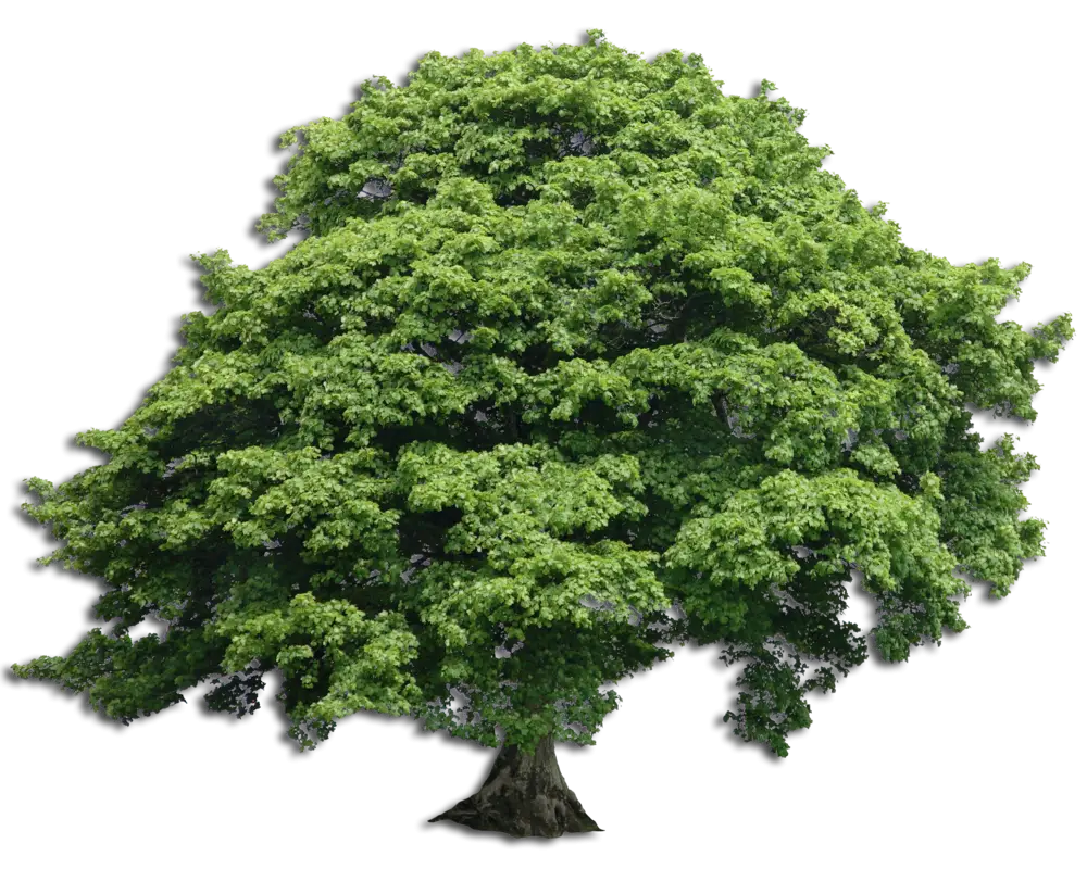 Lush Green Tree with Dense Foliage