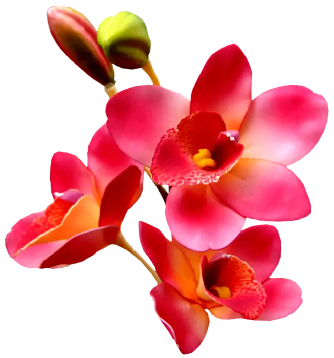 Pink Tropical Orchids Illustration