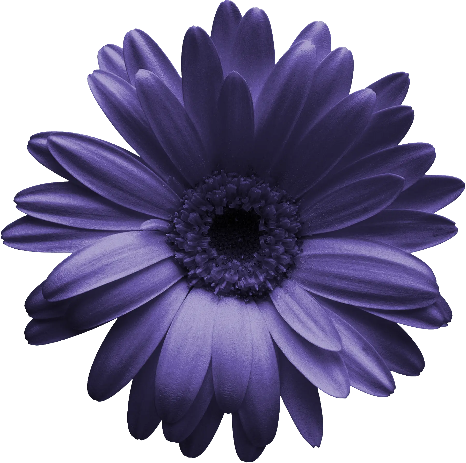 Purple Gerbera Flower Close-Up