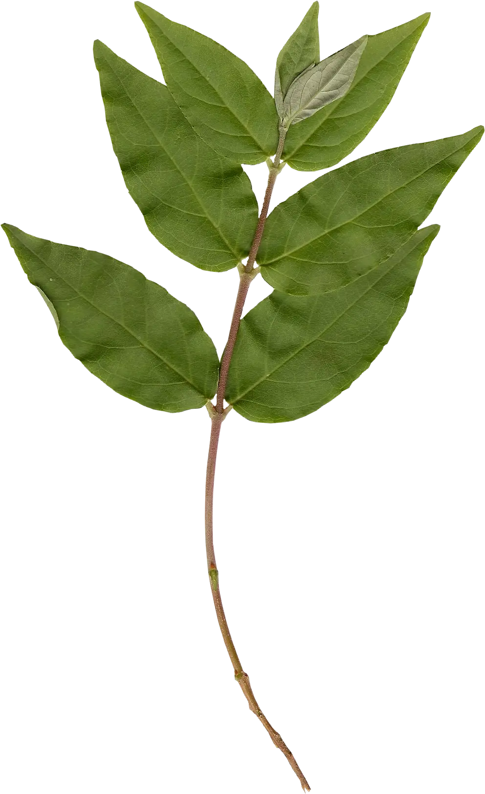 Green Leaves on a Thin Twig