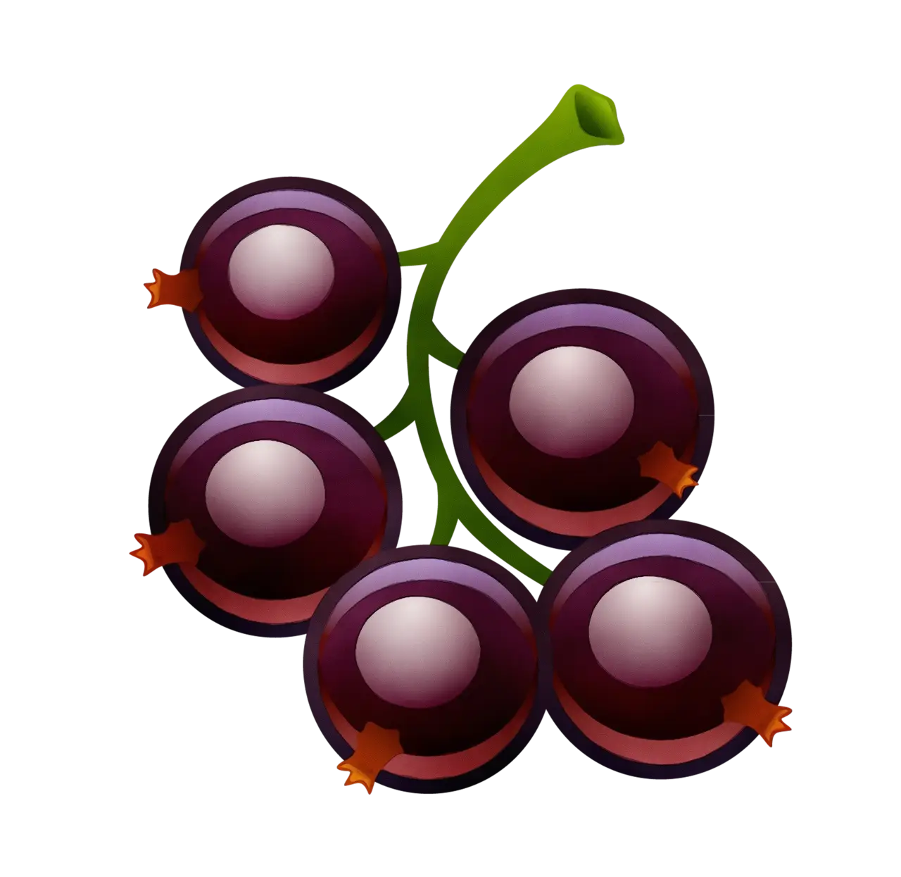 Blackcurrant Berries on a Stem