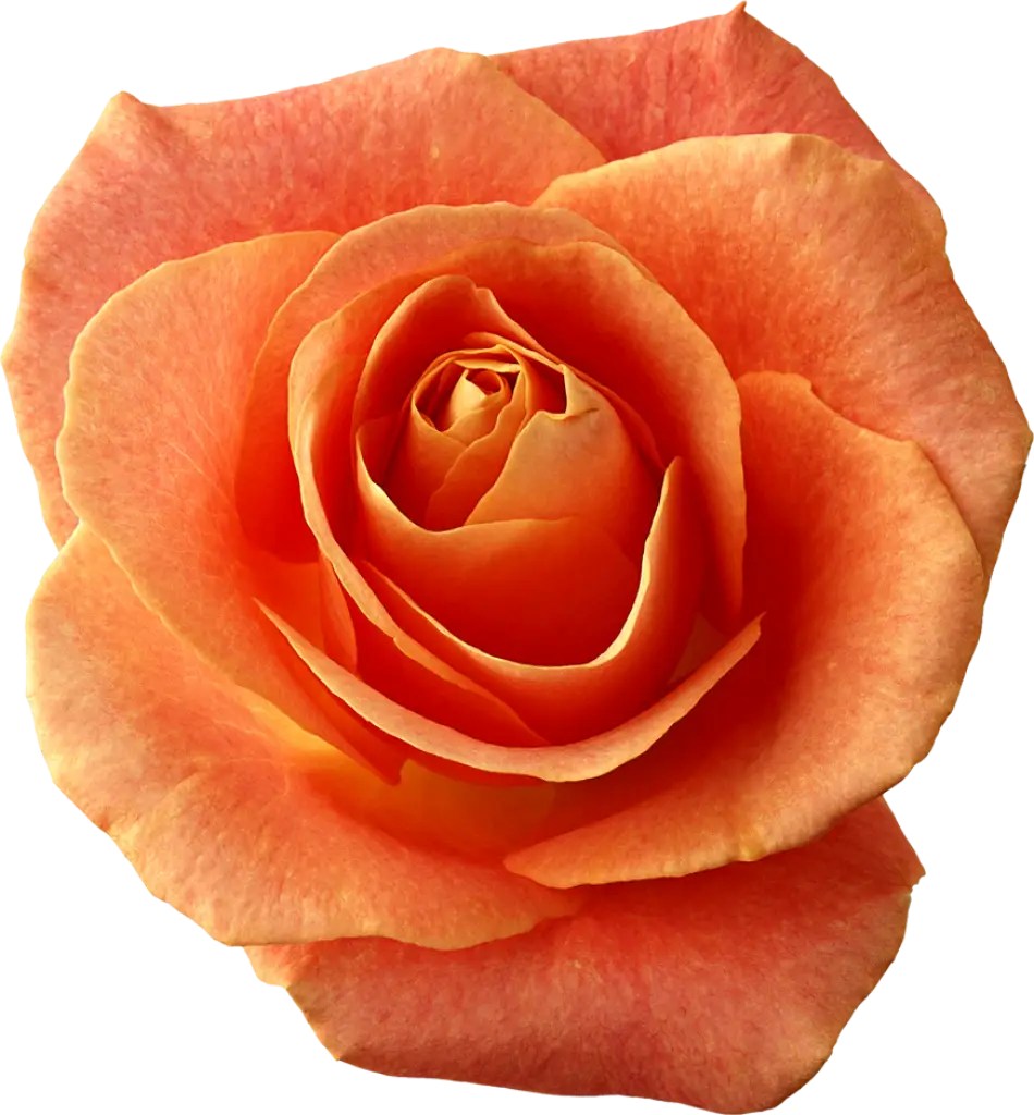 Beautiful Orange Rose Bloom