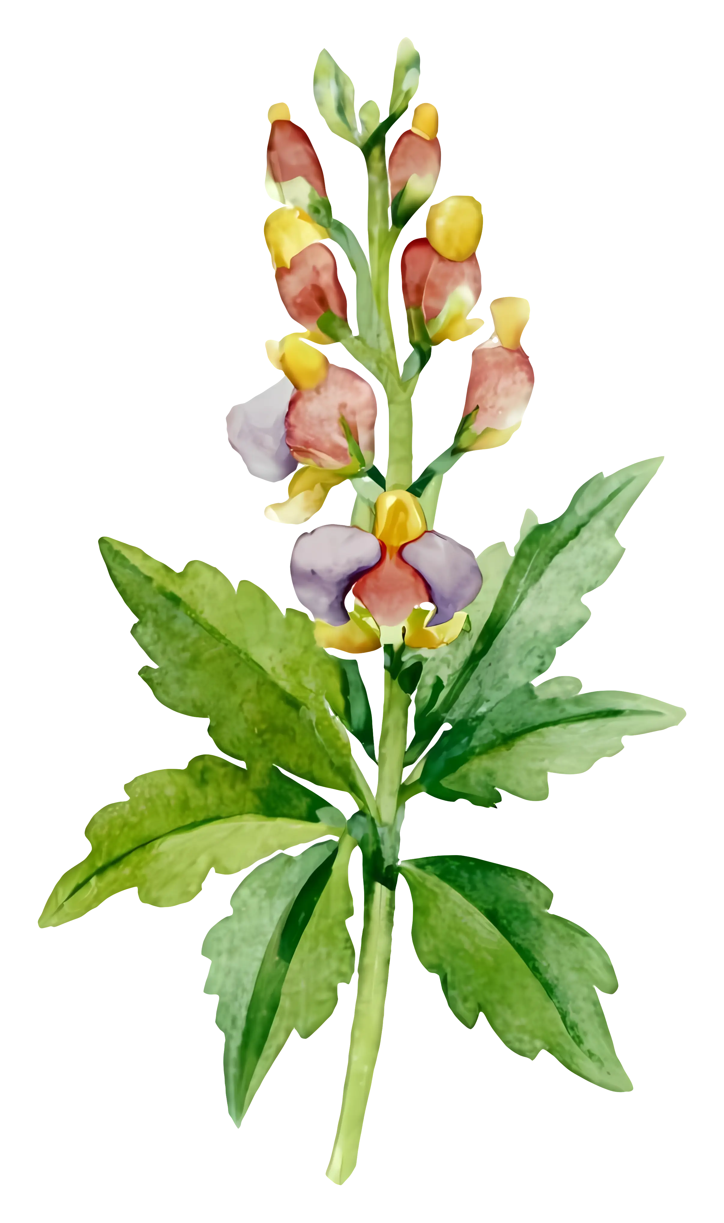Watercolor Floral Artwork