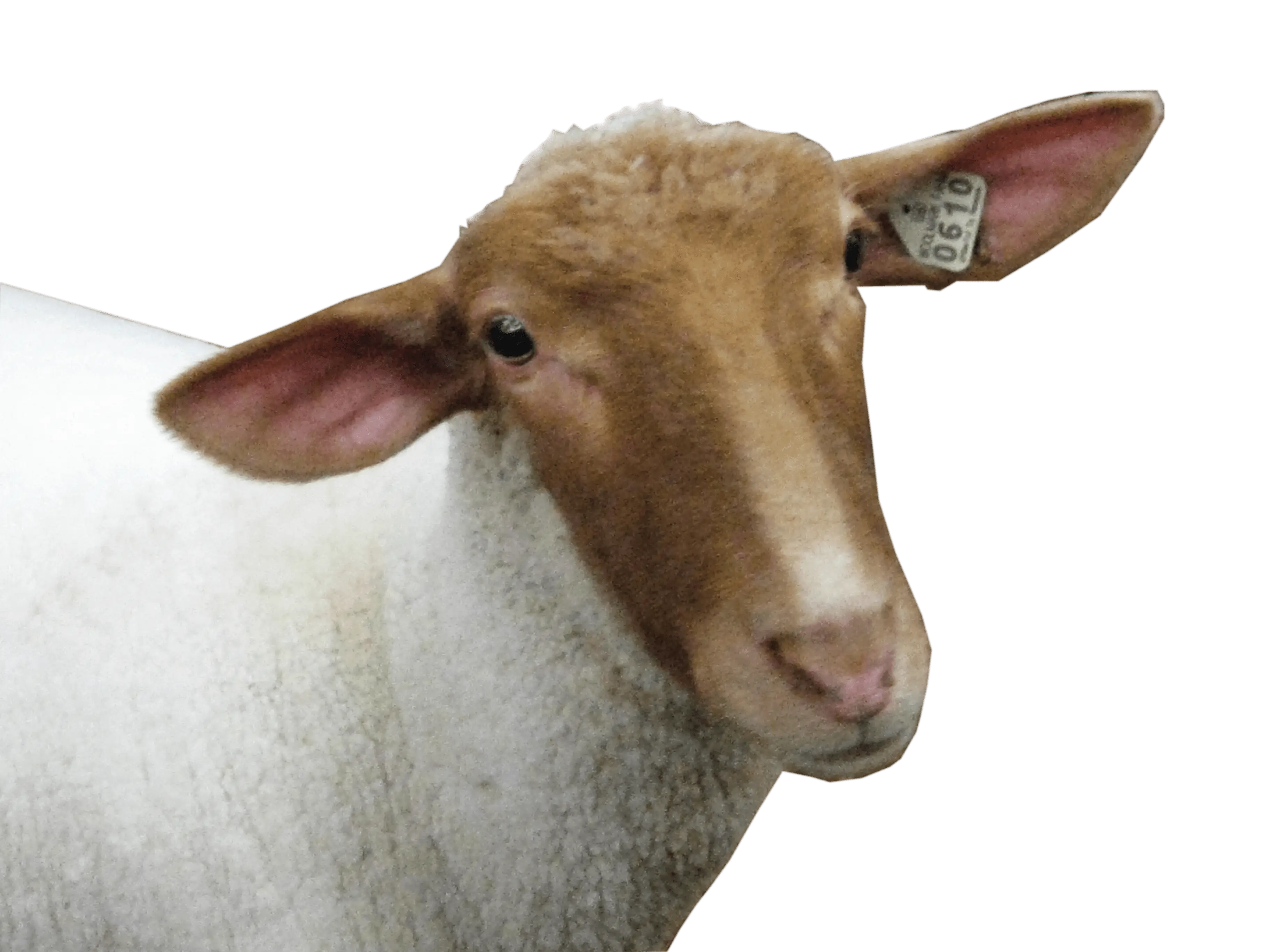 Brown-and-White Sheep Head Close-Up