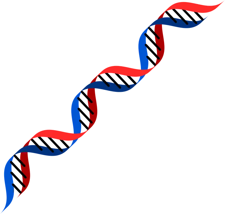 DNA Double Helix Illustration