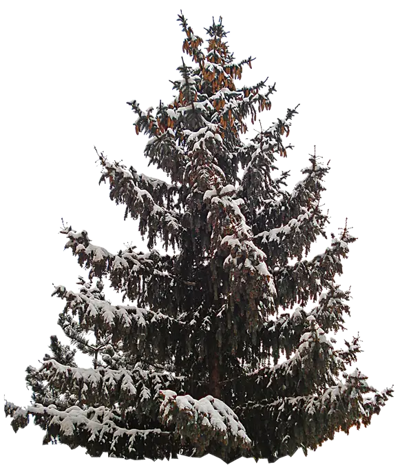 Snow-Covered Evergreen Tree Illustration