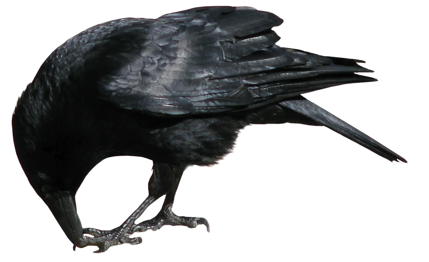 Black Crow Foraging on Ground