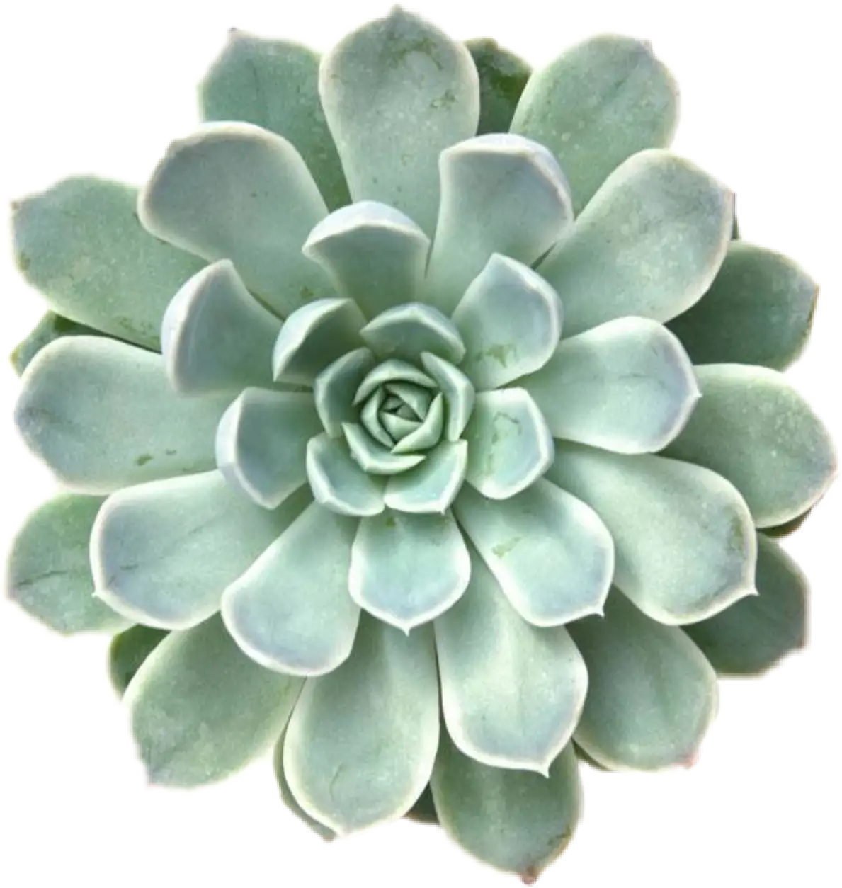 Succulent Plant with Soft Green Leaves