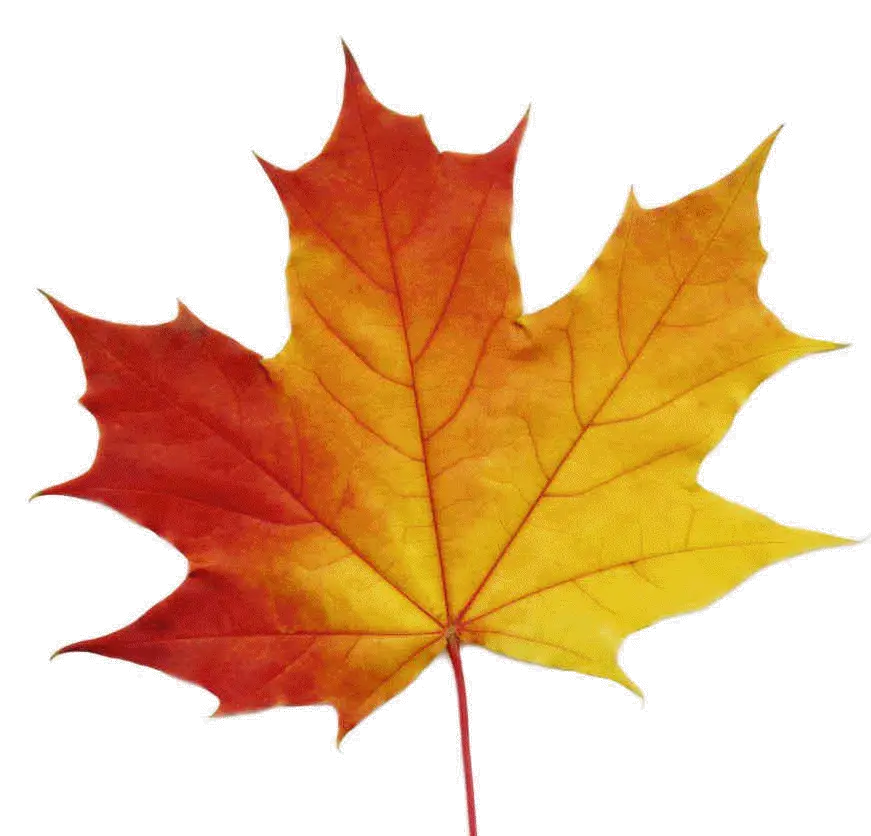 Bright Autumn Maple Leaf