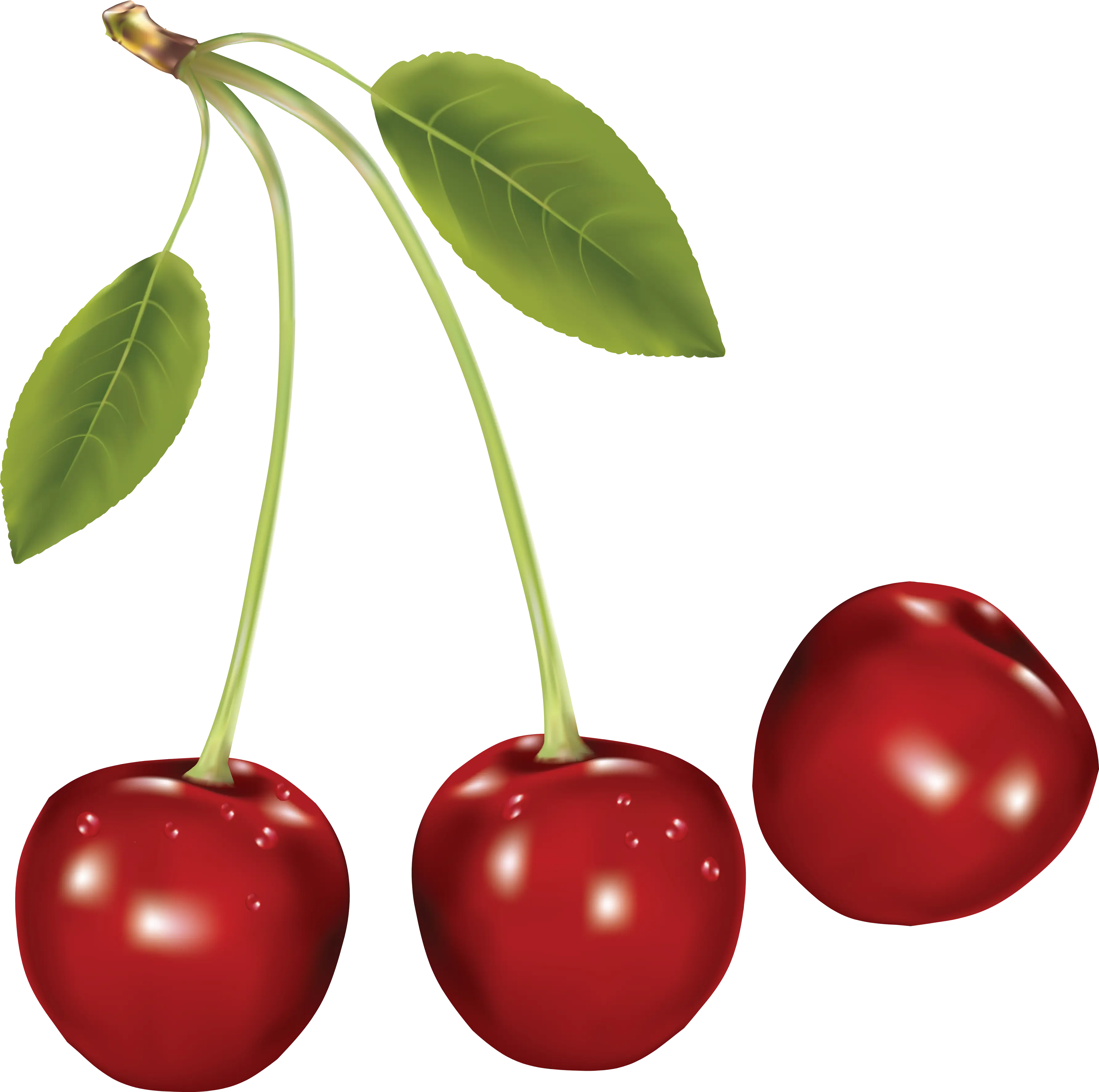 Fresh Red Cherries with Green Leaves