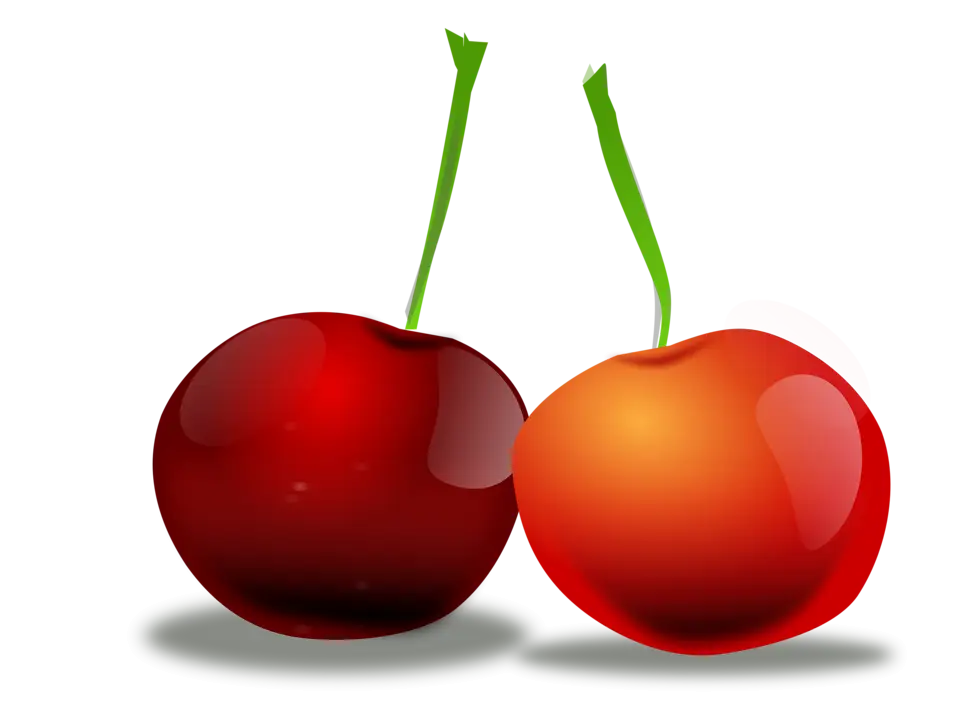 Illustration of Two Fresh Red Cherries