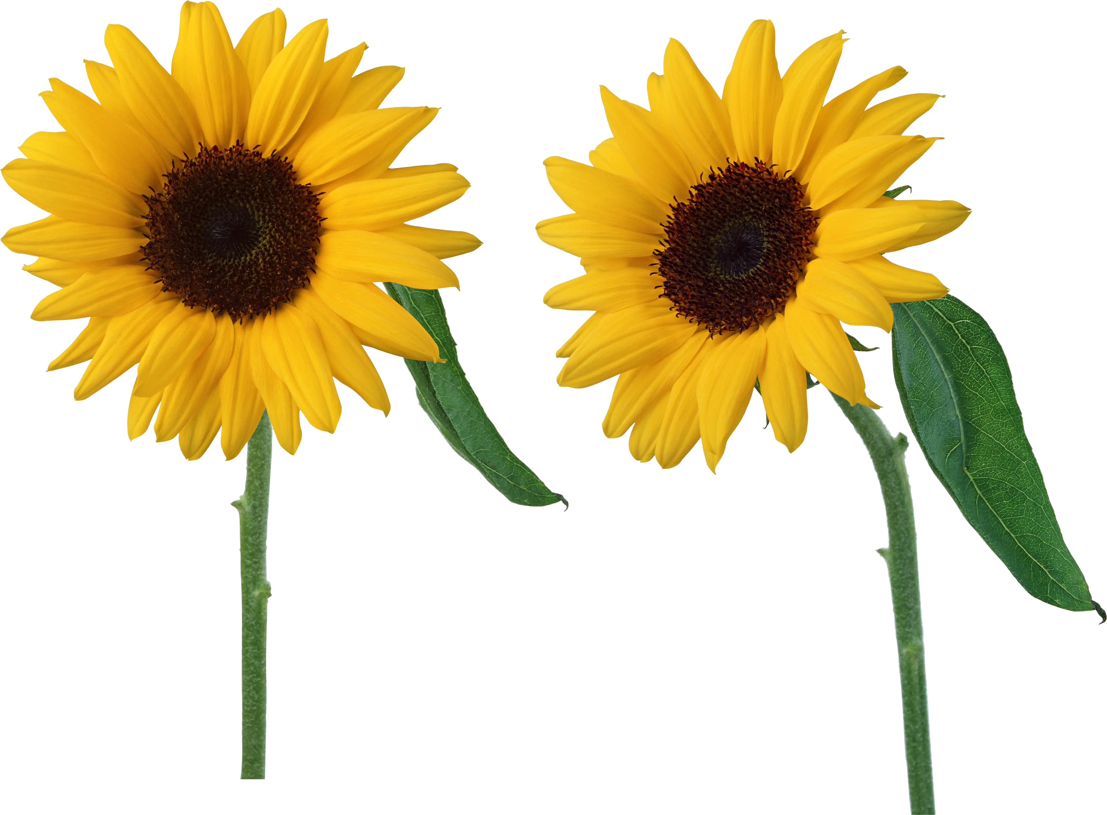 Two Yellow Sunflowers