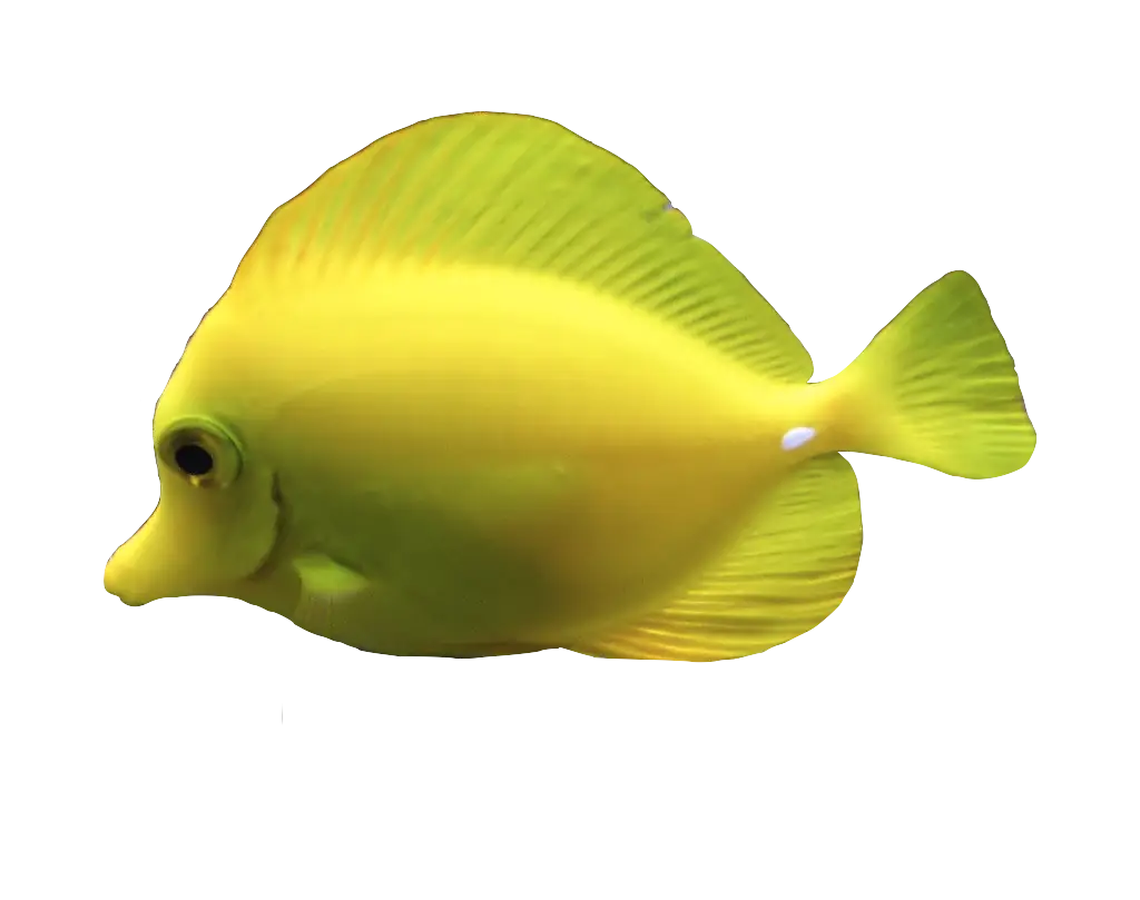 Yellow Tang Marine Fish